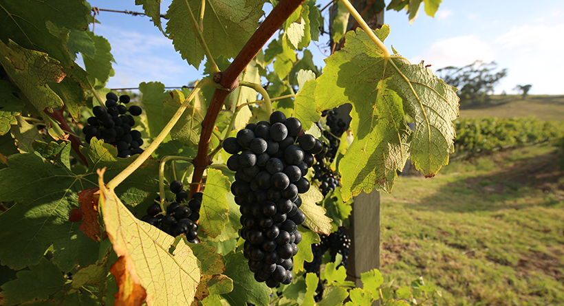 Eagles Rest Shiraz Grapes